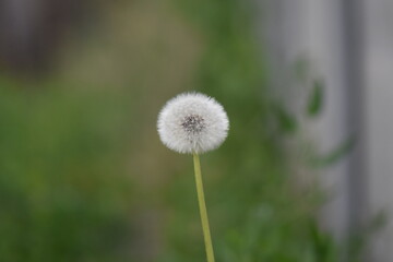 dandelion on green background