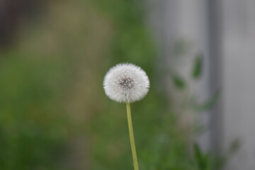 dandelion on green background