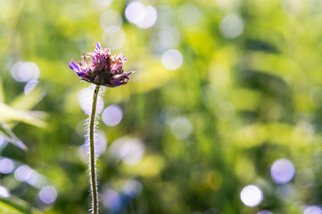 Summer landscape. Grasses in backlight. Meadow flowers.