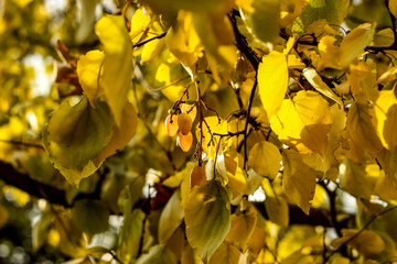 yellow leaves in autumn 