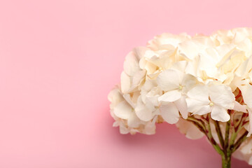 White hydrangea flower on color background