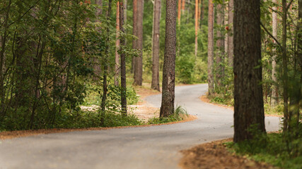 Naklejka premium A winding asphalt road through a pine forest.