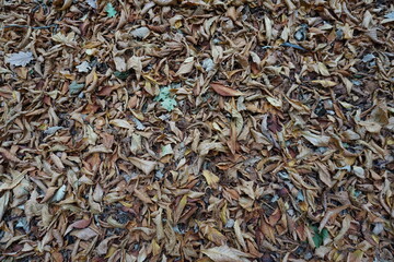 Tapis de feuille mortes à l'automne