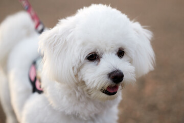 portrait of a bichon maltese
