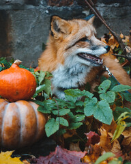 red fox sitting in leaves and pumpkins,autumn still life