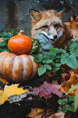 red fox sitting in leaves and pumpkins,autumn still life