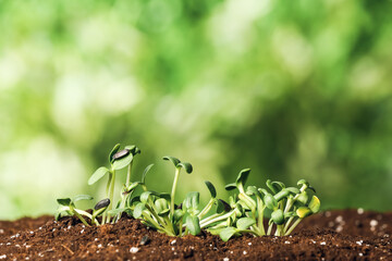 Green seedlings growing in garden