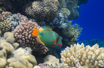 Orange-lined triggerfish swims among the corals of the Red Sea