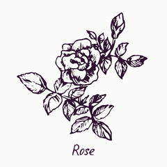 Small rose, flower, leaves and bud, doodle ink drawing with inscription, vintage style woodcut - 464131803
