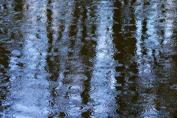 Circles on the surface of the lake in the woods.