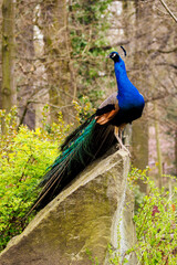 Fototapeta premium Male peacock standing on a stone.