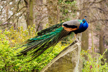 Male peacock standing on a stone.