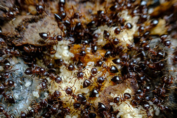 Pavement Ant Hill