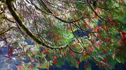 Cedar Fronds Hanging over Water - Back lighting on these cedar fronds and against a dark background make them more prominent