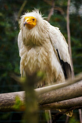Neophron percnopterus - A scavenger vulture living in an outdoor aviary.