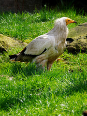 Neophron percnopterus - Vulture scavenger on the ground on the grass.