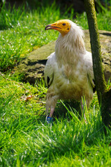 Neophron percnopterus - Vulture scavenger on the ground on the grass.