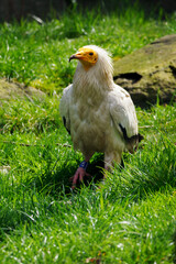 Neophron percnopterus - Vulture scavenger on the ground on the grass.