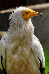 Neophron percnopterus - Vulture scavenger on the ground on the grass.