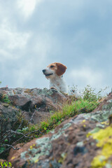 Fotografia de un perro blanco con manchas cafe en la naturaleza de la sierra meicana