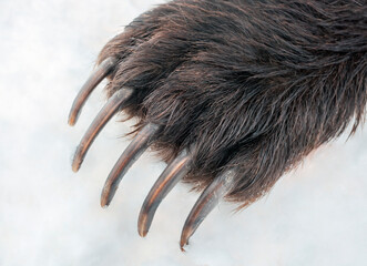 Long powerful claws on the front paw of brown bear.