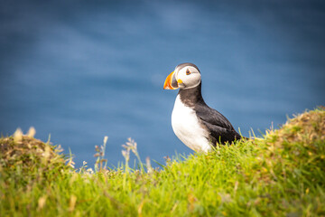 atlantic puffin or common puffin, faroe islands, mykines