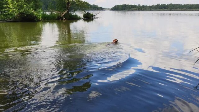 The dog rushes into the water for a stick. Walking with a pet. Active summer holidays in nature.