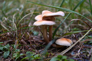 funghi 