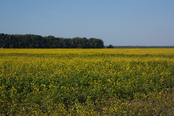 Fototapeta premium field of rapeseed