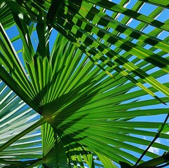 palm leaves, green palm trees, natural green, palm trees against the background of a blue sky