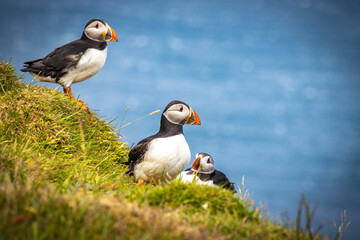 colony of atlantic puffins or common puffin, faroe islands, mykines	
