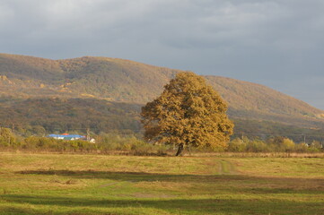 Fototapeta premium autumn landscape with a tree