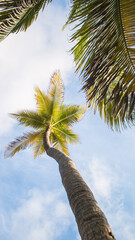 Naklejka premium Palm trees looming above and blue skies looking down