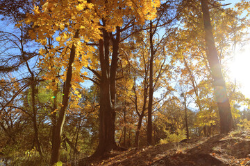 Obraz premium incredible autumn landscape with colorful leaves 