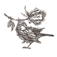 Small bird holding a rose branch in its break. Sketch. Engraving style. Vector illustration.