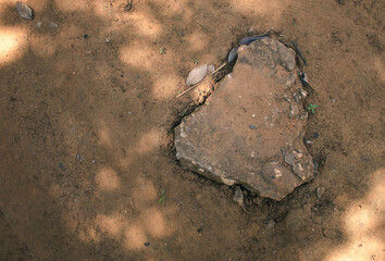 Background of earth or dirt with shapely flat rock