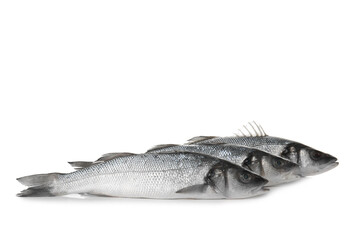 Fresh uncooked sea bass fish on white background