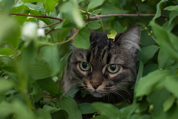 striped fluffy curious cat walks in nature in the green grass in summer