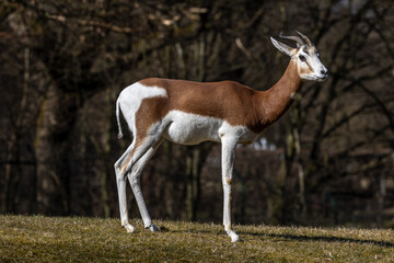 Dama gazelle, Gazella dama mhorr or mhorr gazelle is a species of gazelle