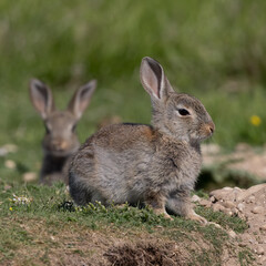 European rabbit, Common rabbit, Oryctolagus cuniculus sitting on a meadow at Munich