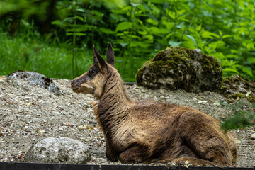 Apennine chamois, Rupicapra pyrenaica ornata, is living in Italy and Spain