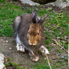 Mountain hare, Lepus timidus, also known as the white hare.