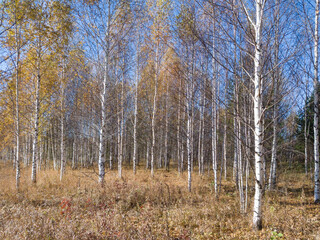 Autumn landscape in a young birch forest on a sunny autumn day.