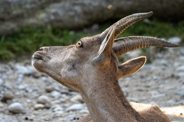 Male mountain ibex or capra ibex sitting on a rock