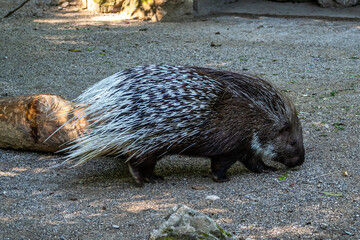 Indian crested Porcupine, Hystrix indica in a german nature park