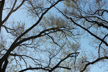 tree branches against blue sky