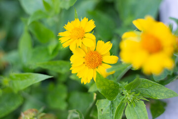 In the garden, the yellow flowers of the perennial plant Gaillardia aristata Maxima Aurea bloom. Reproduction and care. Selective focus