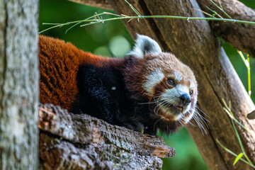 The red panda, Ailurus fulgens, also called the lesser panda.