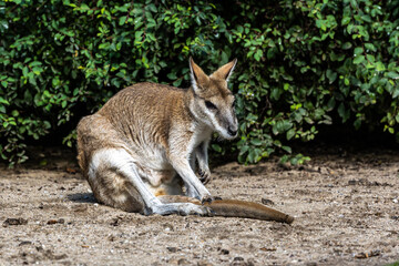 The agile wallaby, Macropus agilis also known as the sandy wallaby