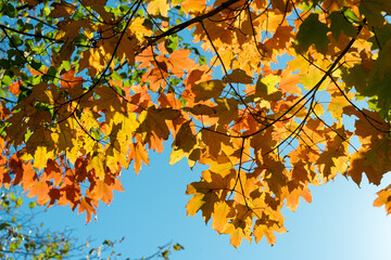 autumn leaves on blue sky